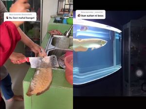 Sultan! Wanita Ini Masak Ikan Arwana Rp 10 Juta jadi Asam Pedas