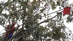 Melihat Panen Buah Alpukat di Masa Pandemi