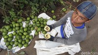 Petani Malang tengah memetik buat alpukat yang telah panen di masa pandemi virus Corona.