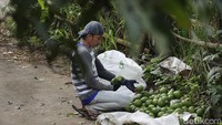 Malang pun kini dikenal pula sebagai penghasil alpukat unggul. Deretan keunggulannya tersebut mengantarkan buah ini sebagai juara II kontes buah unggulan nasional yang diselenggarakan dalam rangka PENAS di Aceh pada 2017. Kemudian pada 2019, alpukat ini resmi didaftarkan dan dilepas oleh Menteri Pertanian sebagai alpukat unggulan nasional.