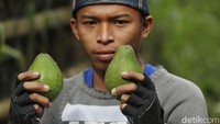 Berbagai jenis tanaman buah tumbuh dengan baik dan menjadikan Malang sebagai sentra pekebunan ternama di Indonesia.