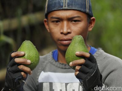 Melihat Panen Buah Alpukat di Masa Pandemi