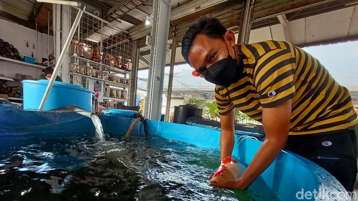 Pamungkas Joko tengah memperlihatkan salah satu ikan koinya.