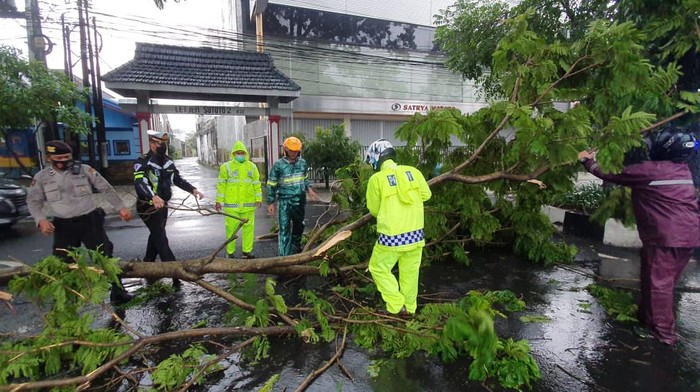Hujan deras dan angin kencang terjadi di Kota Malang. Akibatnya, sejumlah pohon tumbang.
