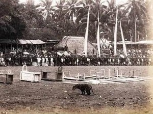 Mengenal Rampogan Macan, Tradisi Kelam Jelang Idul Fitri di Tanah Jawa