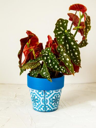 Begonia maculata. Plant in blue pot. White background.