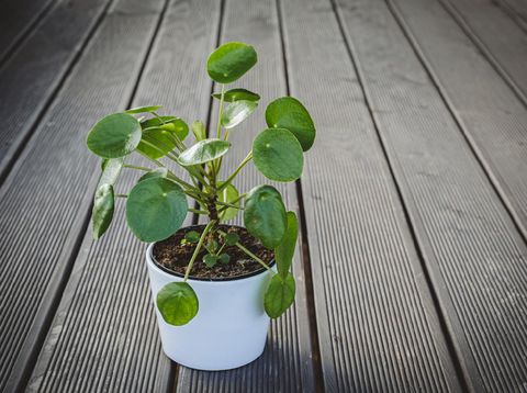 Begonia maculata. Plant in blue pot. White background.