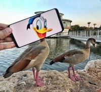 Foto HP menyatu dengan benda nyata