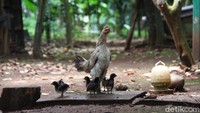 Dia mengatakan Sarana Jaya memang diberi sejumlah tugas oleh Pemprov DKI. Salah satunya, kata Riza, membangun rumah DP 0 rupiah.