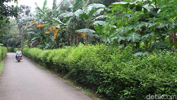 Inikah Lokasi Kasus Lahan Sarana Jaya untuk DP 0 Persen? Pengadaan lahan yang dibeli PD Sarana Jaya di Cipayung, Jakarta Timur, kini menjadi perkara di KPK. Apa yang terjadi?