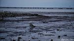 Ketangguhan Nelayan Perempuan Mengarungi Laut di Demak Ketangguhan Nelayan Perempuan Mengarungi Laut di Demak
