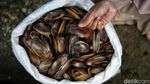 Kreatif, Limbah Kerang Disulap Jadi Kerajinan Cantik