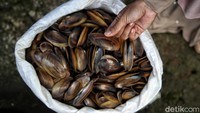 Limbah cangkang kerang tersebut akan diolah menjadi kerajinan yang memiliki nilai jual tinggi. Limbah cangkang kerang tersebut akan diolah menjadi kerajinan yang memiliki nilai jual tinggi.