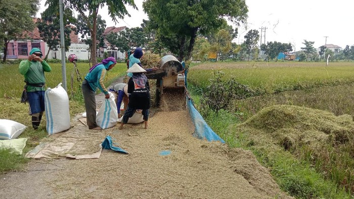 Petani di Kudus saat masa panen