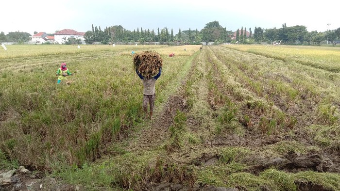 Petani di Kudus saat masa panen