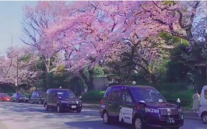 Taksi Ohanami 2021
