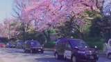 Sakura di Jepang: Piknik Dilarang, tapi Ada Taksi Khususnya Nih