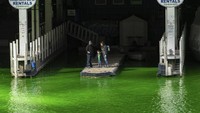 Warga melihat Sungai Chicago yang diwarnai hijau dalam perayaan Hari St. Patrick pada Sabtu (13/3/2021) waktu setempat. AP Photo/Pat Nabong  