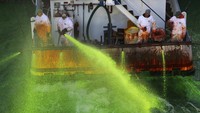 Serikat tukang pipa setempat telah mewarnai sungai itu setiap tahun. Kegiatan ini mereka lakukan selama 40 tahun. AP Photo/Abel Uribe  