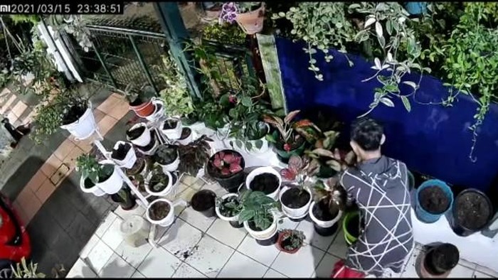 Aksi pencurian tanaman hias di Cianjur terekam CCTV
