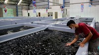 Pasalnya di sana pencinta ikan hias tersebut dapat membeli ikan koi dan maskoki dengan kualitas yang bagus.