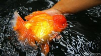 Berbagai jenis ikan koi dan maskoki dengan kualitas lokal maupun impor pun dapat ditemukan di tempat tersebut.