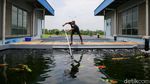 Asyiknya Berburu Ikan Koi dan Maskoki di Kala Pandemi