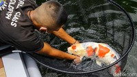 RI Jadi Jagoan Ekspor Ikan Koi hingga Cupang ke Jepang-AS
