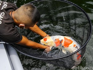 RI Jadi Jagoan Ekspor Ikan Koi hingga Cupang ke Jepang-AS