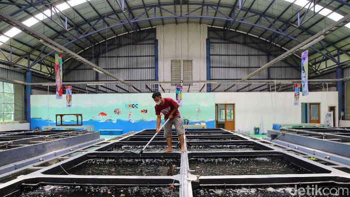 Pandemi membuat masyarakat mencoba kegiatan baru atau melanjutkan hobi yang diminati. Berburu ikan hias pun jadi kegiatan yang cukup digemari di kala pandemi.