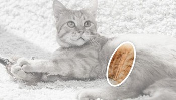 Ada boneka kayu di perut kucing. Foto: dok Brightsight