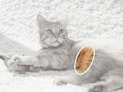 Uji Mata! Temukan Benda Tersembunyi di Foto Editan Berikut Ini