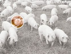 Uji Mata! Temukan Benda Tersembunyi di Foto Editan Berikut Ini