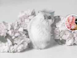 Uji Mata! Temukan Benda Tersembunyi di Foto Editan Berikut Ini