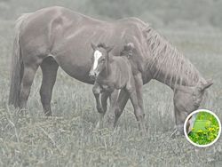 Uji Mata! Temukan Benda Tersembunyi di Foto Editan Berikut Ini