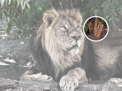 Uji Mata! Temukan Benda Tersembunyi di Foto Editan Berikut Ini