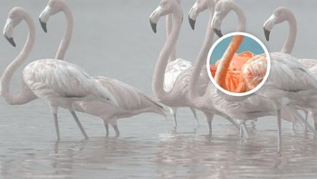 Ada sandal yang menyerupai warna burung flamingo. Foto: dok Brightsight