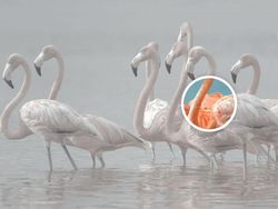 Uji Mata! Temukan Benda Tersembunyi di Foto Editan Berikut Ini