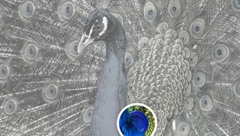 Ada kancing biru di tubuh burung merak ini. Foto: dok Brightsight
