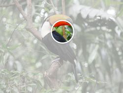 Uji Mata! Temukan Benda Tersembunyi di Foto Editan Berikut Ini