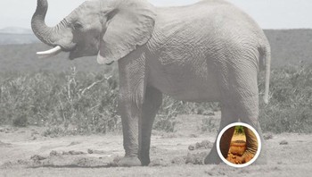 Ada karung di dekat kaku belakang gajah. Foto: dok Brightsight