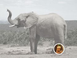 Uji Mata! Temukan Benda Tersembunyi di Foto Editan Berikut Ini