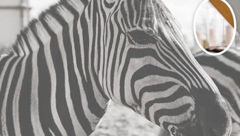 Ada gelas di atas zebra. Foto: dok Brightsight