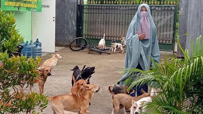 Kisah Hesti Sutrisno, wanita bercadar yang merawat 70 anjing liar.