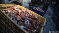 Menurut data dari Dinas Kelautan dan Perikanan (DKP) tiap tahunnya wilayah Demak mampu memproduksi hingga ratusan ton rajungan.