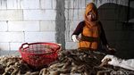 Melihat Lebih Dekat Desa Penghasil Rajungan di Demak