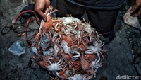 Desa Betahwalang, Kecamatan Bonang, Kabupaten Demak, Jawa Tengah, dikenal sebagai desa penghasil rajungan.