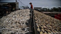 Bau amis dan juga terik matahari tak menghalangi laki-laki maupun perempuan untuk mengeringkan ikan yang sudah dibeli dari nelayan.