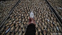 Sejumlah nelayan mengeringkan ikan kering di kawasan Bonang, Demak, Jawa Tengah, bebrapa waktu lalu.
