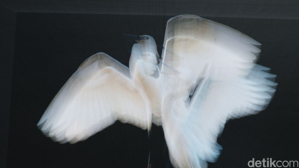 Menengok Keindahan Burung Blekok dalam Pameran Fotografi di Tahura Bandung